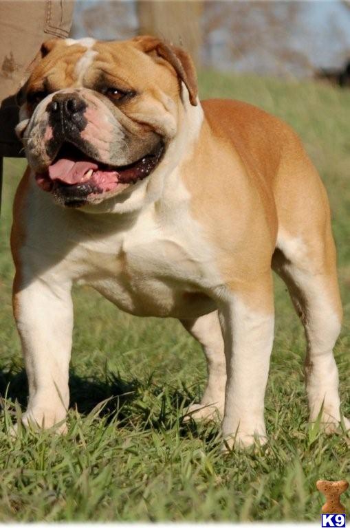 Stud Dogs - Old English Bulldog